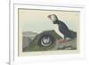 Puffin, 1834-John James Audubon-Framed Premium Giclee Print