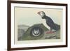 Puffin, 1834-John James Audubon-Framed Premium Giclee Print