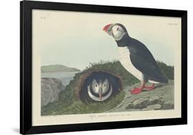 Puffin, 1834-John James Audubon-Framed Premium Giclee Print