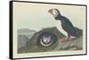 Puffin, 1834-John James Audubon-Framed Stretched Canvas