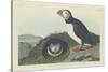 Puffin, 1834-John James Audubon-Stretched Canvas