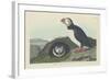 Puffin, 1834-John James Audubon-Framed Giclee Print