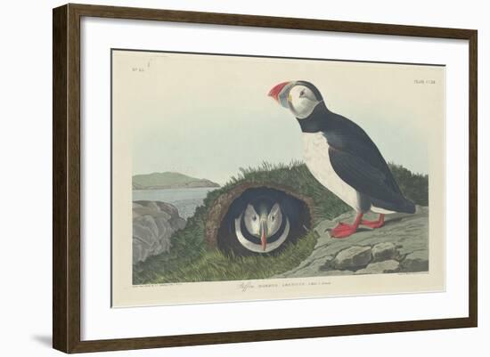 Puffin, 1834-John James Audubon-Framed Giclee Print