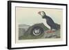 Puffin, 1834-John James Audubon-Framed Giclee Print