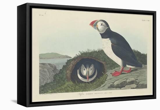 Puffin, 1834-John James Audubon-Framed Stretched Canvas