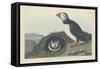 Puffin, 1834-John James Audubon-Framed Stretched Canvas