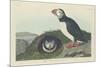 Puffin, 1834-John James Audubon-Mounted Giclee Print