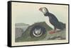 Puffin, 1834-John James Audubon-Framed Stretched Canvas