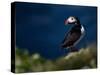 Puffin Bird I-null-Stretched Canvas