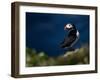 Puffin Bird I-null-Framed Art Print
