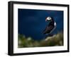 Puffin Bird I-null-Framed Art Print