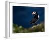 Puffin Bird I-null-Framed Art Print