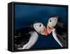 Puffin Bird III-null-Framed Stretched Canvas