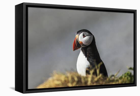 Puffin Bird-null-Framed Stretched Canvas