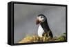 Puffin Bird-null-Framed Stretched Canvas