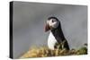 Puffin Bird-null-Stretched Canvas