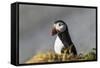 Puffin Bird-null-Framed Stretched Canvas