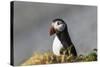 Puffin Bird-null-Stretched Canvas