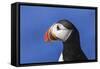 Puffin Bird-null-Framed Stretched Canvas