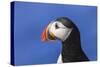 Puffin Bird-null-Stretched Canvas