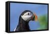 Puffin Bird-null-Framed Stretched Canvas