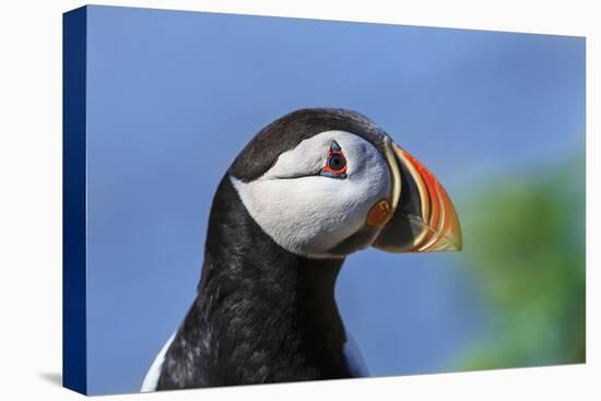 Puffin Bird-null-Stretched Canvas