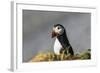 Puffin Bird-null-Framed Photographic Print