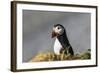 Puffin Bird-null-Framed Photographic Print