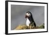 Puffin Bird-null-Framed Photographic Print