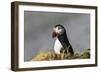 Puffin Bird-null-Framed Photographic Print