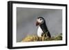 Puffin Bird-null-Framed Photographic Print