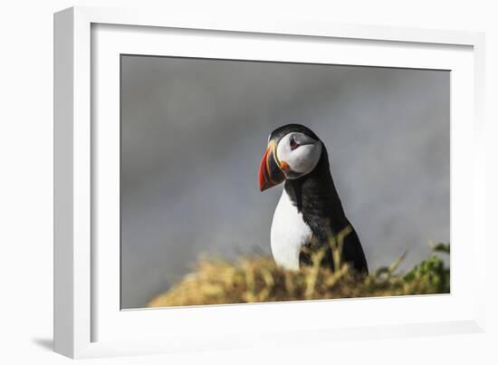 Puffin Bird-null-Framed Photographic Print