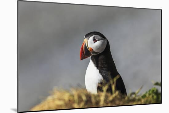 Puffin Bird-null-Mounted Photographic Print