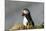 Puffin Bird-null-Mounted Photographic Print