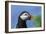 Puffin Bird-null-Framed Photographic Print