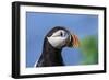 Puffin Bird-null-Framed Photographic Print