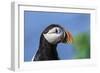 Puffin Bird-null-Framed Photographic Print