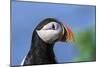 Puffin Bird-null-Mounted Photographic Print