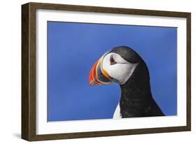 Puffin Bird-null-Framed Photographic Print