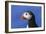 Puffin Bird-null-Framed Photographic Print