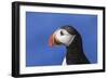 Puffin Bird-null-Framed Photographic Print