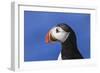 Puffin Bird-null-Framed Photographic Print