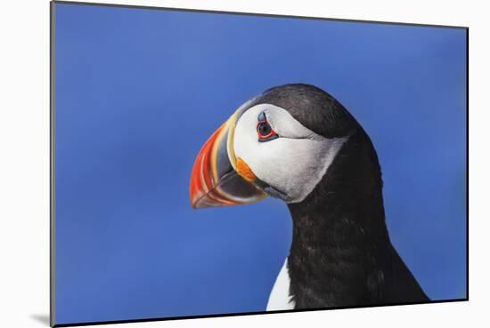 Puffin Bird-null-Mounted Photographic Print