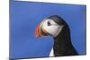 Puffin Bird-null-Mounted Photographic Print