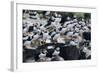 Puffin Birds Resting on Cliff Top-null-Framed Photographic Print