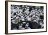 Puffin Birds Resting on Cliff Top-null-Framed Photographic Print