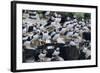 Puffin Birds Resting on Cliff Top-null-Framed Photographic Print