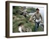 Puffin Catcher, Faroe Islands (Faeroes), Denmark, North Atlantic-Adam Woolfitt-Framed Photographic Print