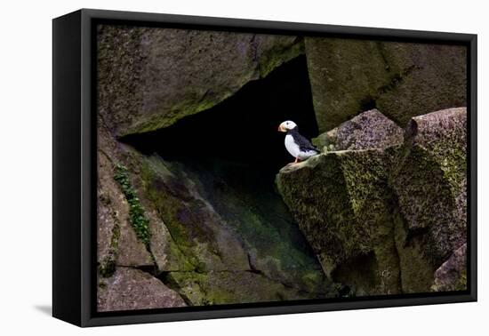 Puffin Cave-Howard Ruby-Framed Stretched Canvas