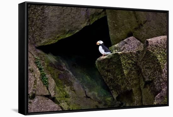 Puffin Cave-Howard Ruby-Framed Stretched Canvas